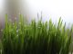 10 Things You Didn't Know Would Happen to Your Body from Drinking Wheatgrass Juice