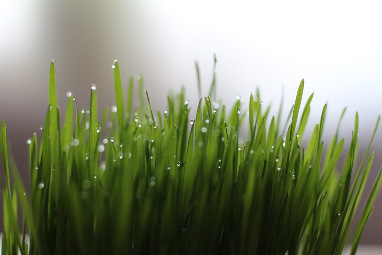 10 Things You Didn’t Know Would Happen to Your Body from Drinking Wheatgrass Juice